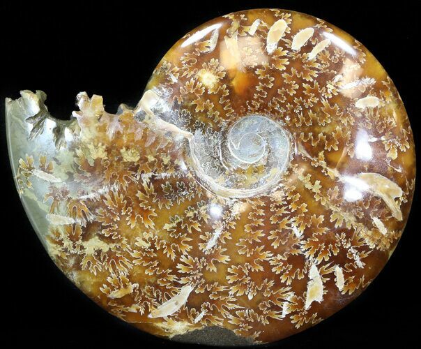 Cleoniceras Ammonite Fossil - Madagascar #44320